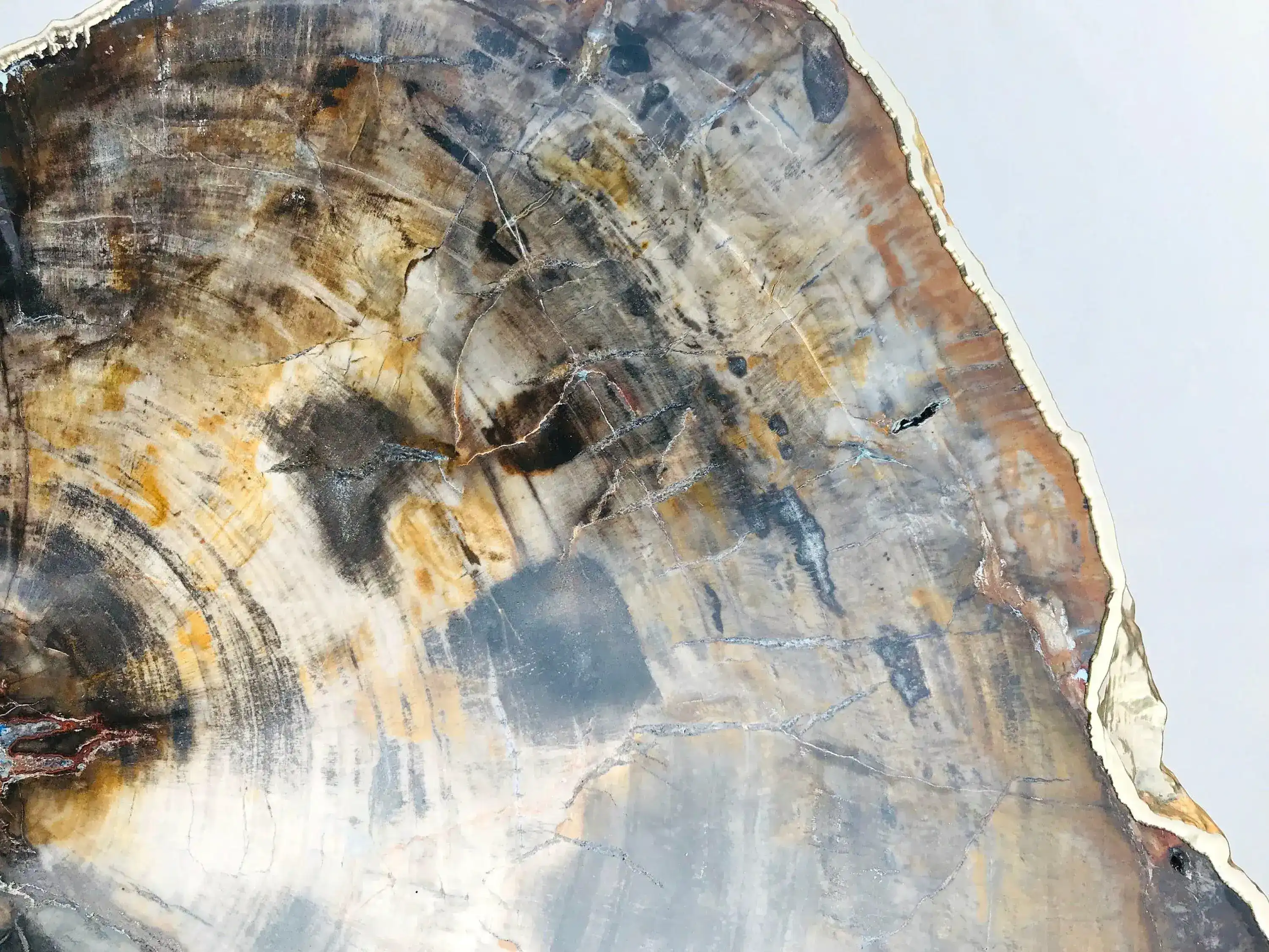 Petrified Wood Agate Quartz Organic Edge Accent Table - Image 5
